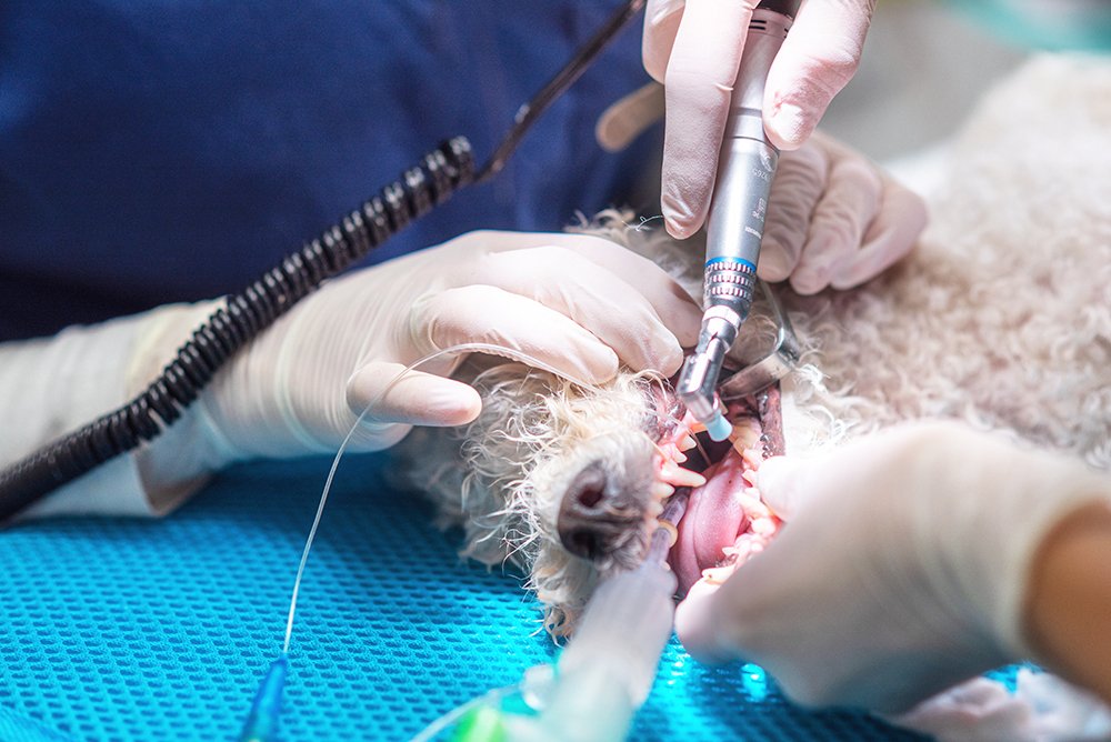 Do Dogs Really Need Anesthesia For a Teeth Cleaning?