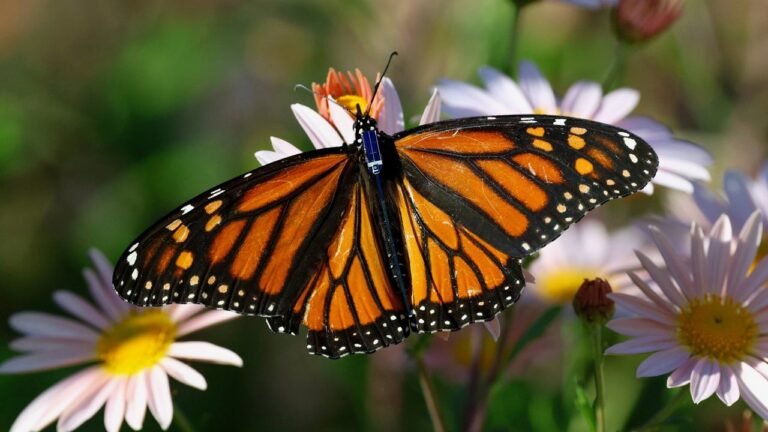 These tiny trackers were designed to be light enough for a butterfly