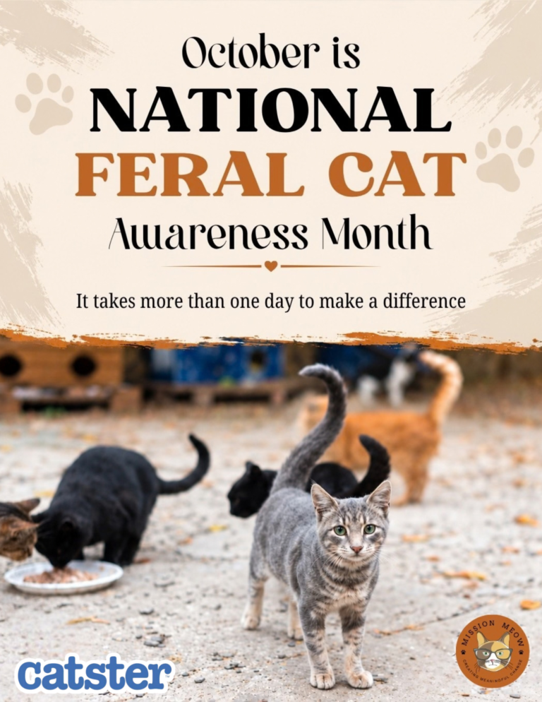The Mission to Help Feral Cats – It Takes More Than One Day to Make a Difference