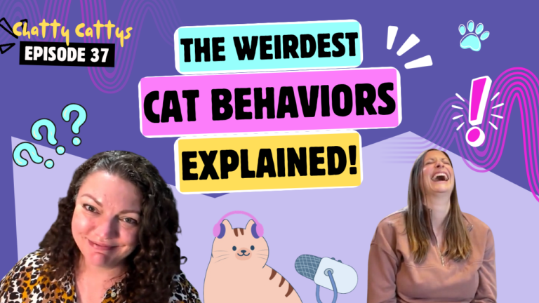 Chatting About Weird Cat Behaviors, Hissing, & Cats Who Hump | Chatty Cattys, Episode 37