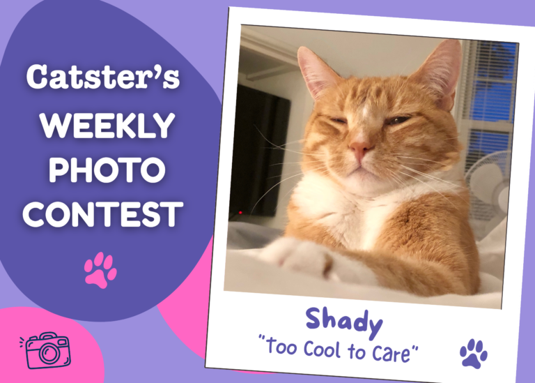 Catster’s Weekly Photo Contest Winners: Too Cool to Care (October 12, 2026)