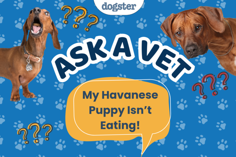 Ask Dr. Paola - HELP! My Havanese Puppy Isn’t Eating! (October 5, 2026)