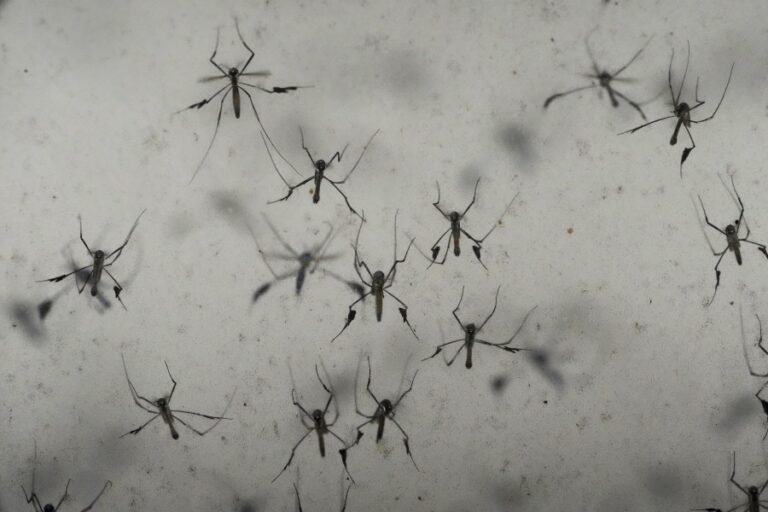 Florida's dengue outbreak reportedly largest US has seen in decades 