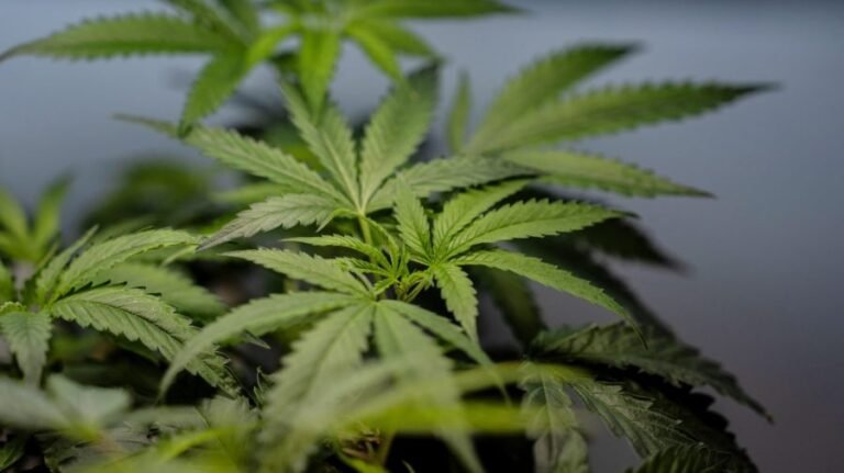 Marijuana legalization linked to rise in heart-related hospitalizations, study finds
