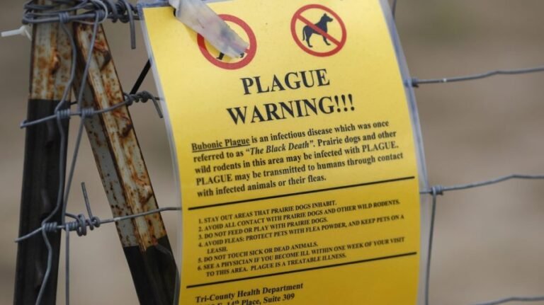 Plague in Russia sparks concern, COVID-19 pandemic memories: 5 things to know