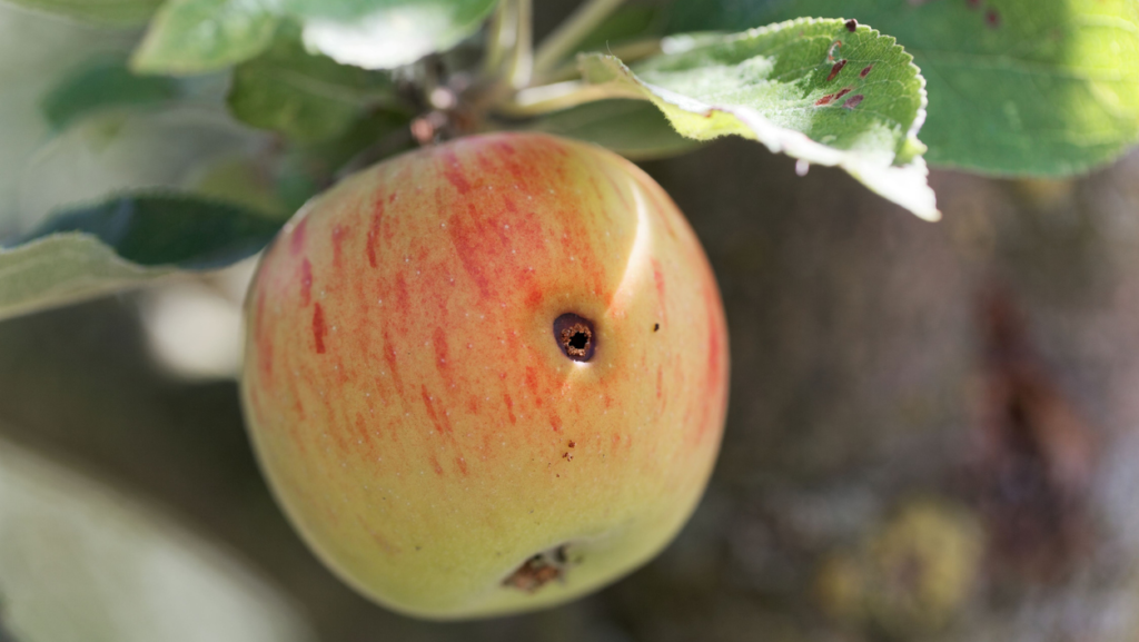 Molagri raises $5.8m to build ‘updatable’ biopesticides