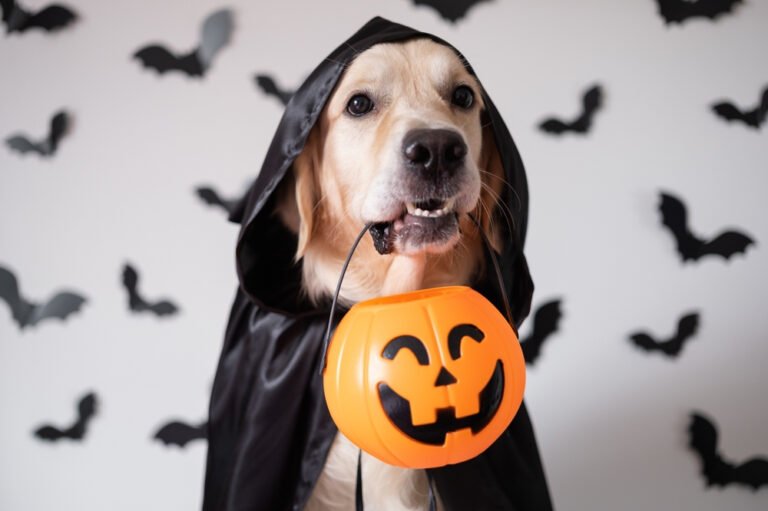 Trick or Treat? These Halloween Hazards Can Be Hellish For Dogs