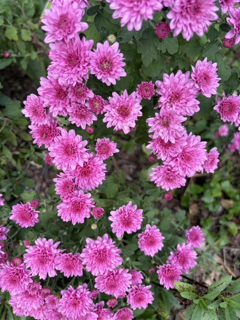 Garden Bloggers’ Bloom Day – October 2026