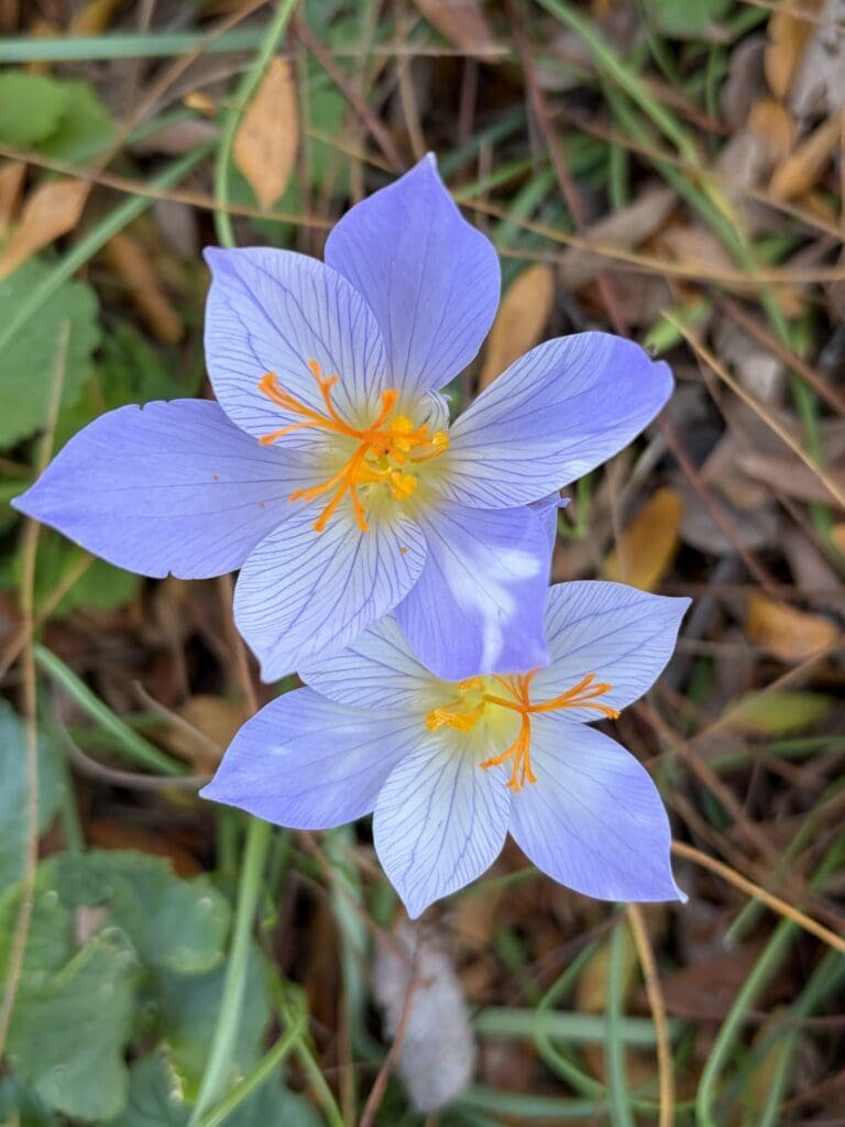Garden Fairies Discuss Crocuses