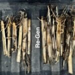 IMIO raises $12m to unlock nutrients trapped in crop residues with new generation of ‘dependable ag biologicals’