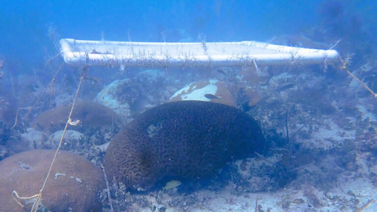 Underwater Umbrellas Reduce—and Reverse—Coral Bleaching in the Caribbean