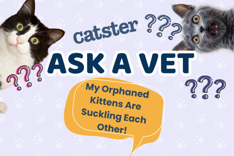 Ask Dr. Paola – HELP! My Orphaned Kittens Are Suckling Each Other! (October 19, 2026)