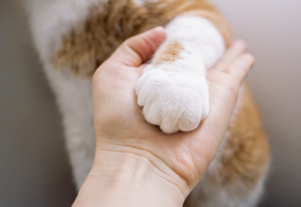 The Reluctant Conversion of a Committed Dog Guy