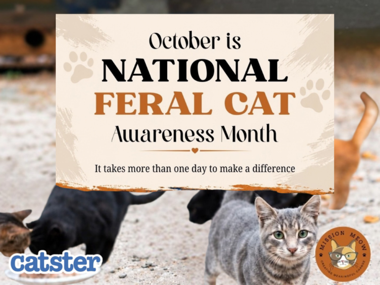 National Feral Cat Awareness Month: Understanding and Helping Community Cats