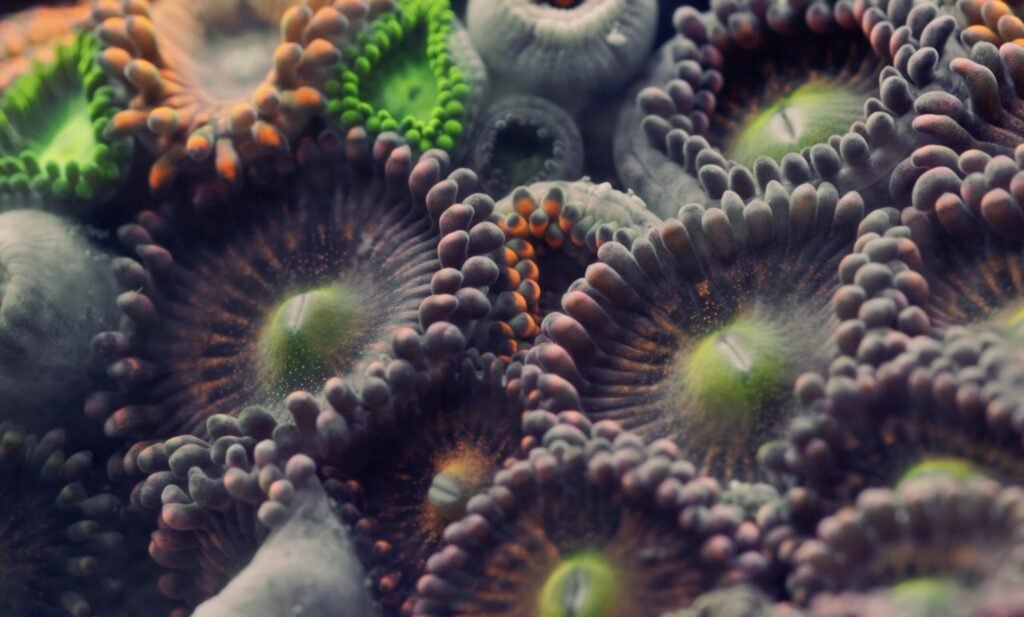 A Macro Journey Underwater Reveals the Radiant Geometries of Coral