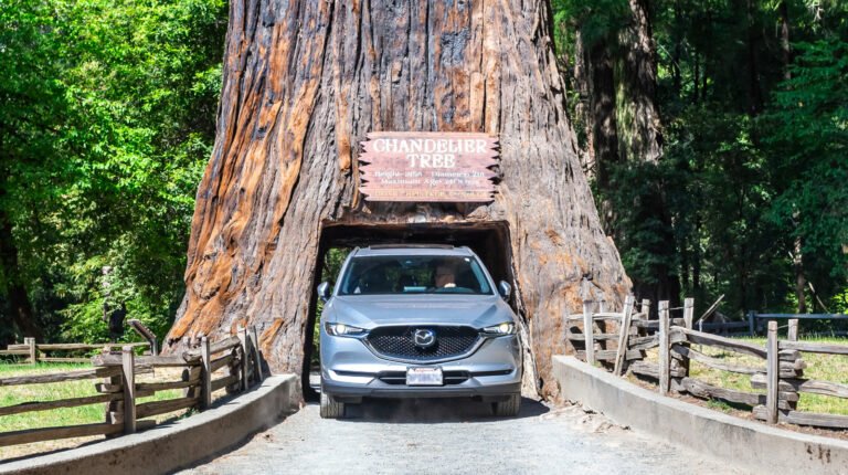 If You've Ever Wanted To Drive Through A Tree, There's A California Redwood Waiting For You