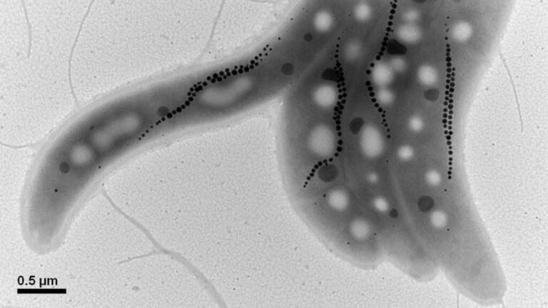Measuring Deep-Ocean Oxygen with Microscopic Magnetic Fossils