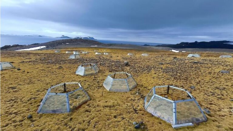 Antarctica’s Only Flowering Plants Take Opposite Paths Under Experimental Warming