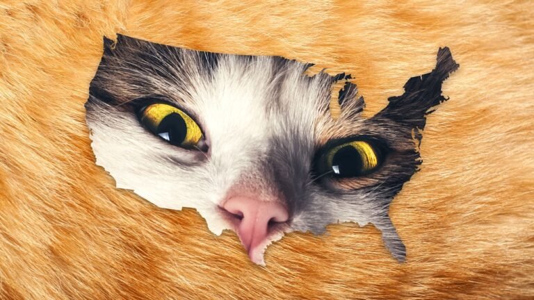 Kittens just overtook puppies in American homes. Here’s who’s driving the cat boom