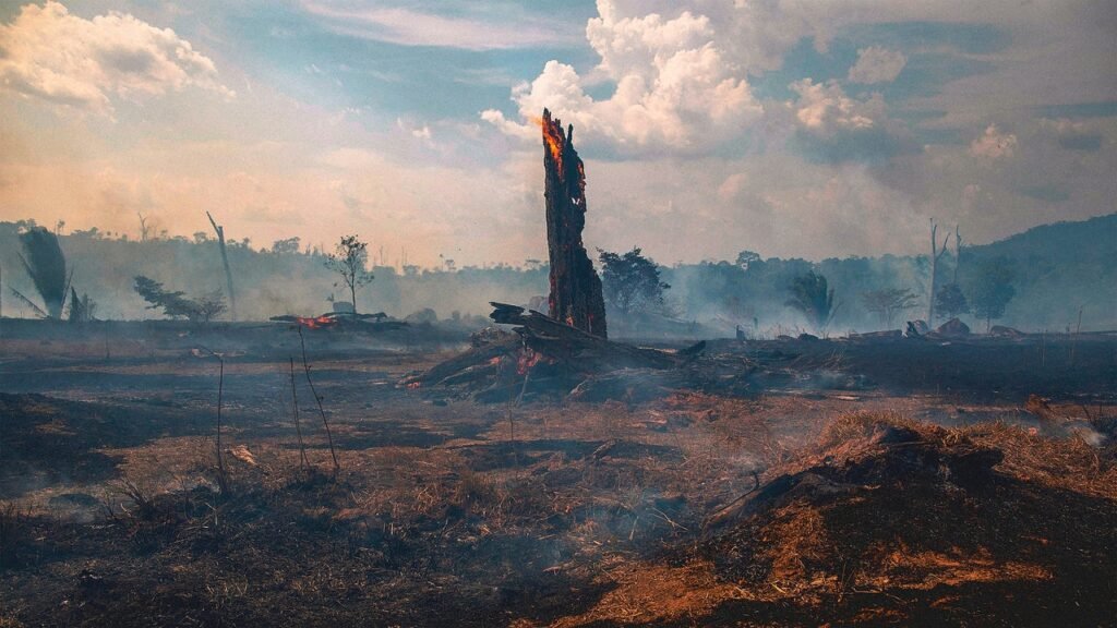 The Amazon rainforest, long known as the ‘lungs of our planet,’ now releases more carbon than it absorbs