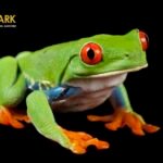 More Than 18,000 Wildlife Species Populate Joel Sartore’s Ambitious ‘Photo Ark’ (So Far!)