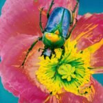 Photographer Elizaveta Porodina Turns Her Luminous Lens to Insects