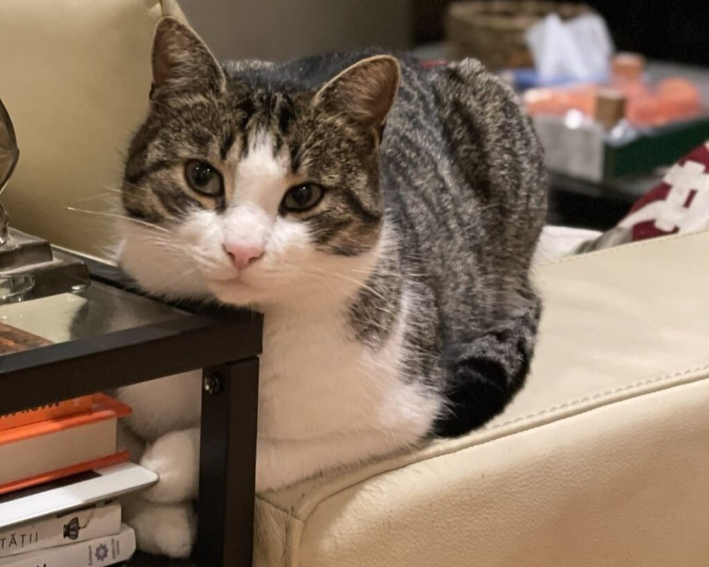 How to Get Your Dog and Cat in the Same Photo