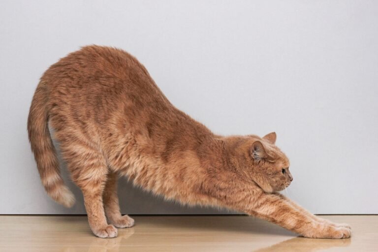 What’s up, Butt? What a Cat’s Trying to Say With Their Derrière in the Air