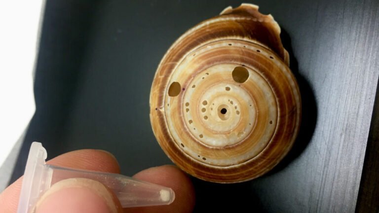 Reading Rainfall in a Snail’s Shell